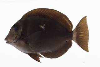 To NMNH Extant Collection (Acanthurus leucopareius USNM 402576 photograph lateral view)
