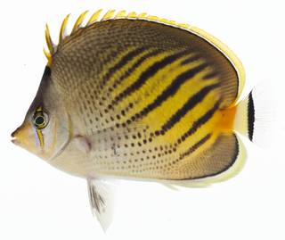 To NMNH Extant Collection (Chaetodon pelewensis USNM 401107 photograph lateral view)
