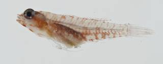 To NMNH Extant Collection (Eviota infulata USNM 399554 photograph lateral view)