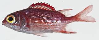 To NMNH Extant Collection (Sargocentron punctatissimum USNM 400579 photograph lateral view)