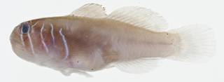 To NMNH Extant Collection (Gobiodon prolixus USNM 400667 photograph lateral view)