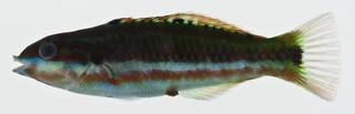 To NMNH Extant Collection (Thalassoma quinquevittatum USNM 400566 photograph lateral view)