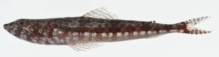 To NMNH Extant Collection (Synodus variegatus USNM 400973 photograph lateral view)