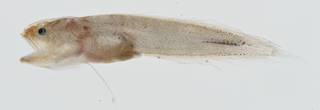 To NMNH Extant Collection (Bythitidae USNM 399576 photograph lateral view)