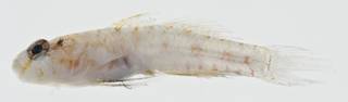 To NMNH Extant Collection (Sueviota USNM 399586 photograph lateral view)