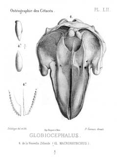 To NMNH Extant Collection (MMP STR 14168 Globicephala melas skull)