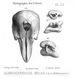 To NMNH Extant Collection (MMP STR 14169 Globicephala melas skull)