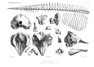 To NMNH Extant Collection (MMP STR 14180 Kogia breviceps skeleton)