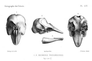 To NMNH Extant Collection (MMP STR 14192 Neophocaena phocaenoides skull)