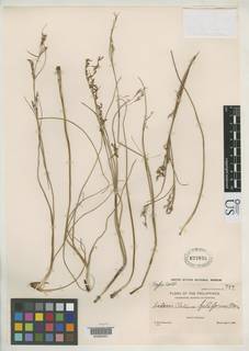 To NMNH Botany Collections (Cladium filiforme NMNH627035 type 1)