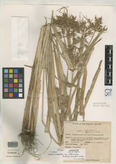 To NMNH Botany Collections (Cyperus odoratus attenuatus NMNH2584839 A type 1)