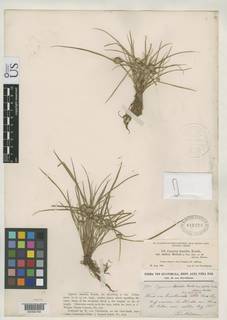 To NMNH Botany Collections (
Cyperus humilis elatior NMNH818329 type 1)