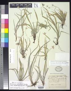 To Dichromena_ebracteata_NMNH692624_type_1