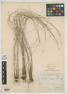 To NMNH Botany Collections (Kyllinga nudiceps NMNH472463 type 1)