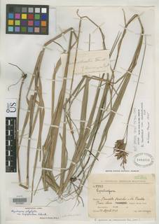 To Rhynchospora_polyphylla.longispiculosa_NMNH1804310_type_1