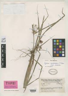 To NMNH Botany Collections (Cyperus meistostylus NMNH1992463 type 1)