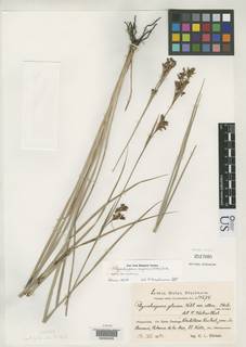 To Rhynchospora_rugosa_NMNH2517895_type_1