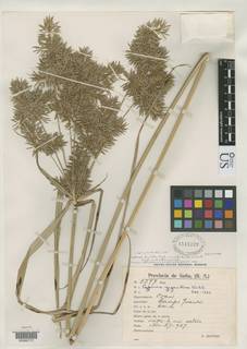 To NMNH Botany Collections (
Cyperus digitatus contractior NMNH1515229 type 1)