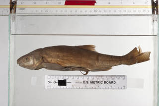 To NMNH Extant Collection (Acrocheilus alutaceus USNM 83357 syntype photograph lateral)