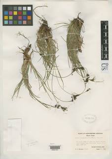 To Carex_plectocarpa_NMNH2420276_type_1