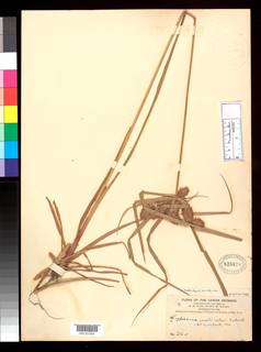 To NMNH Botany Collections (
Cyperus cornelii-ostenii NMNH825870 type 1)