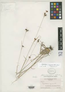 To Rhynchospora_globularis.recognita_NMNH1682725_type_1