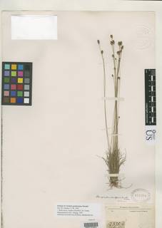 To NMNH Botany Collections (Isolepis gardneriana NMNH819270 type 1)