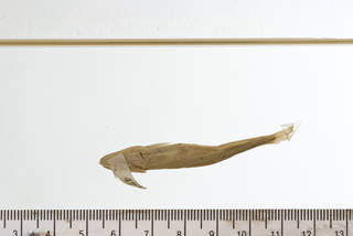 To NMNH Extant Collection (Chrosomus dakotensis USNM 125202 type photograph ventral)