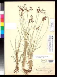 To NMNH Botany Collections (Fimbristylis obscura NMNH304903 type 1)