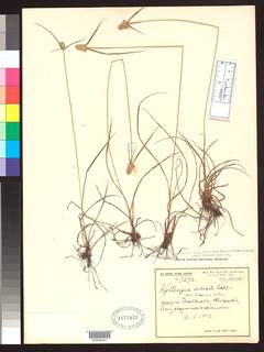 To NMNH Botany Collections (Kyllinga odorata dunensis NMNH1177457 type 1)