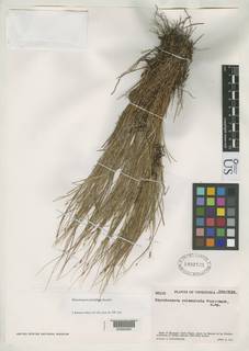 To Rhynchospora_culmenicola_NMNH1932122_type_1