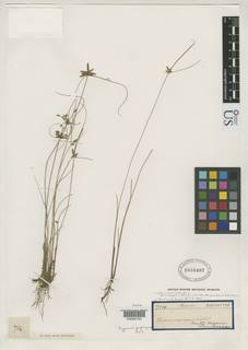 To NMNH Botany Collections (Pycreus propinquus NMNH1066407 type 1)