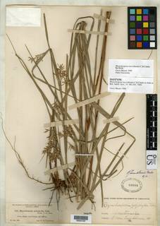 To Rhynchospora_tuerckheimii_NMNH60999_type_1