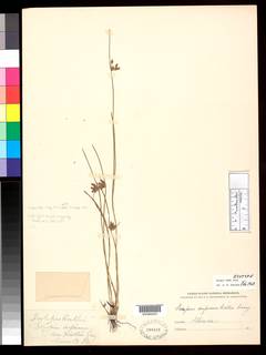 To NMNH Botany Collections (Scirpus hallii NMNH204341 type 1)