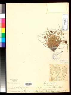 To Carex_vulgaris.limnophila_NMNH85953_type_1