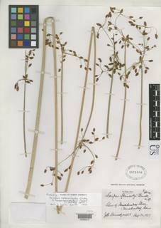 To NMNH Botany Collections (Scirpus steinmetzii NMNH1871668 type 1)