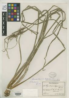 To NMNH Botany Collections (Rhynchospora fuertesii NMNH698223 type 1)