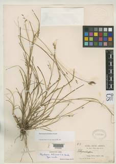 To Rhynchospora_boliviensis_NMNH819740_type_1