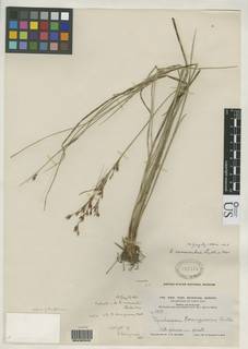 To Rhynchospora_borinquensis_NMNH792578_type_1