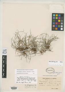 To Rhynchospora_pusilla.ferruginescens_NMNH1304897_type_1