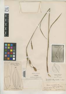 To Carex_macrochaeta.emarginata_NMNH85939_type_1