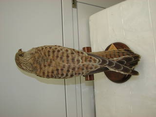 To NMNH Extant Collection (USNM 56088-06 Falco tinnunculus)