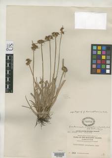 To NMNH Botany Collections (Fimbristylis autumnalis hemisphaerica NMNH712722 type 1)