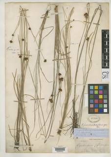 To NMNH Botany Collections (Rhynchospora deflexa NMNH47556 type 1)