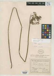 To Cyperus_efoliatus_NMNH57926_type_1