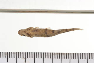 To NMNH Extant Collection (Eirmotus octozona USNM 177521 holotype photograph ventral)