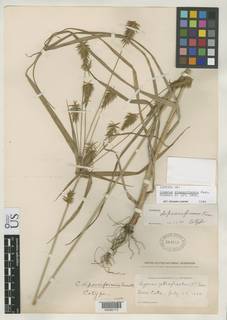 To Cyperus_dipsaciformis_NMNH363545_type_1