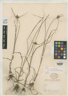 To Mariscus_curtisii_NMNH512332_type_1