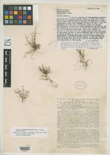 To Schoenoplectus_merrillii_NMNH482881_type_1