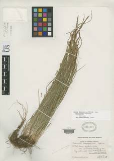 To NMNH Botany Collections (Carex digitalis macropoda NMNH1761151 type 1)